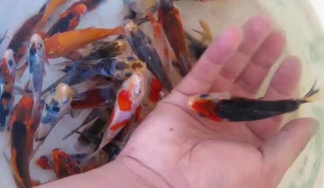 觀賞魚批發網app：觀賞魚批發app