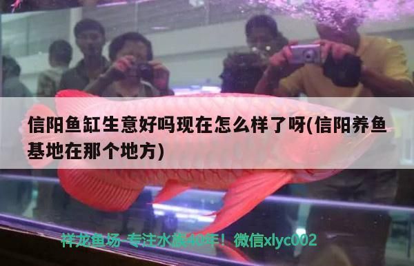 信陽魚缸生意好嗎現在怎么樣了呀(信陽養魚基地在那個地方)