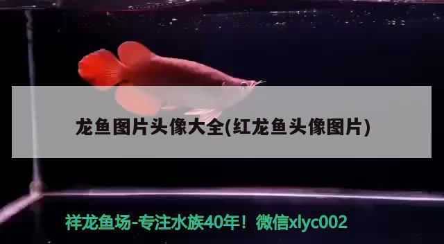 龍魚圖片頭像大全(紅龍魚頭像圖片) 龍魚圖片頭像大全(紅龍魚頭像圖片) 觀賞魚百科