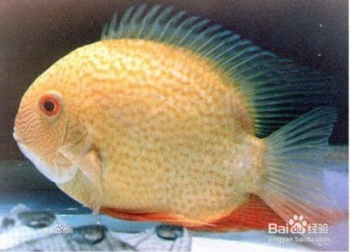 家里龍魚跳缸是好還是壞（家里的龍魚跳缸是好是壞，這5種行為應該被視為警示信號）