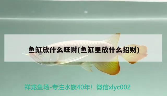 魚(yú)缸放什么旺財(cái)(魚(yú)缸里放什么招財(cái))