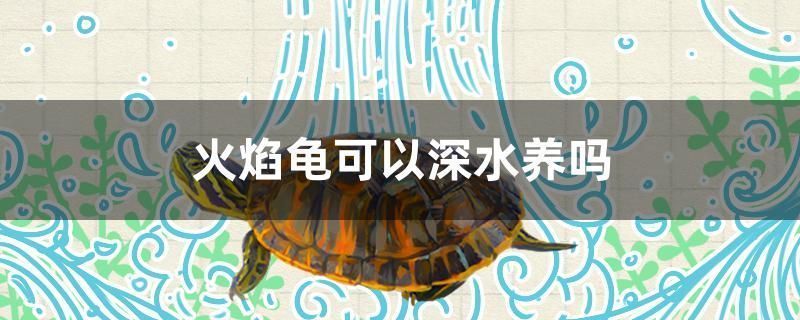 龍魚需要多少溫度的水才能活（龍魚需要多少溫度的水才能活下來）