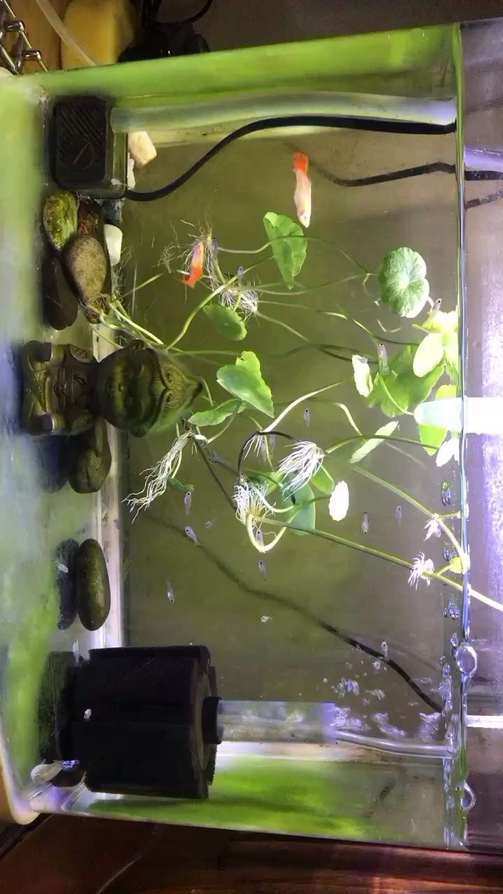 孔雀魚孫悟空銅錢草 孔雀魚孫悟空銅錢草 觀賞魚百科 第1張