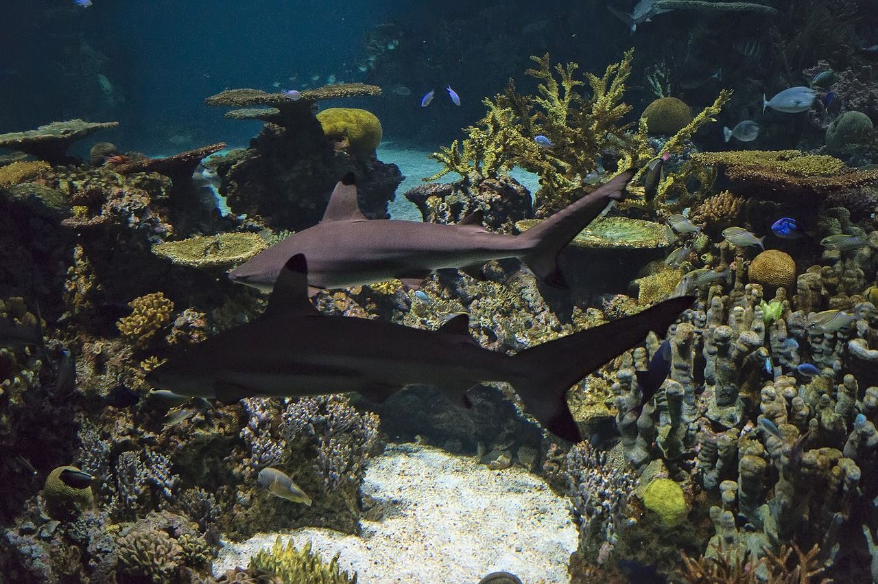 1.2米魚缸寬度多少合適（12米長的魚缸一般要多高多寬）