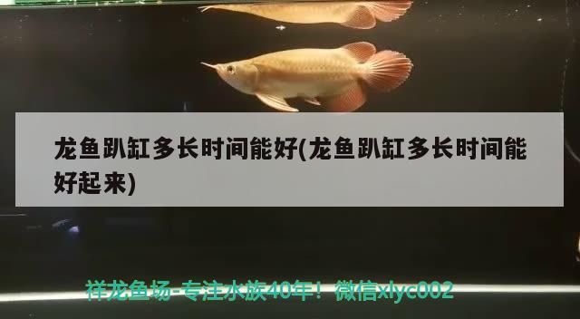 龍魚趴缸多長時間能好(龍魚趴缸多長時間能好起來)