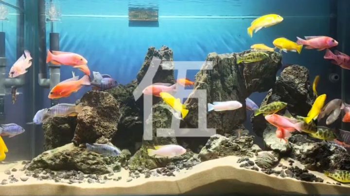 深海奇觀-伍