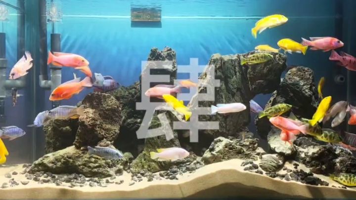 深海奇觀-肆