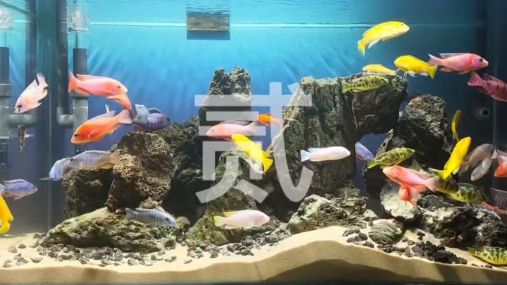 深海奇觀-貳
