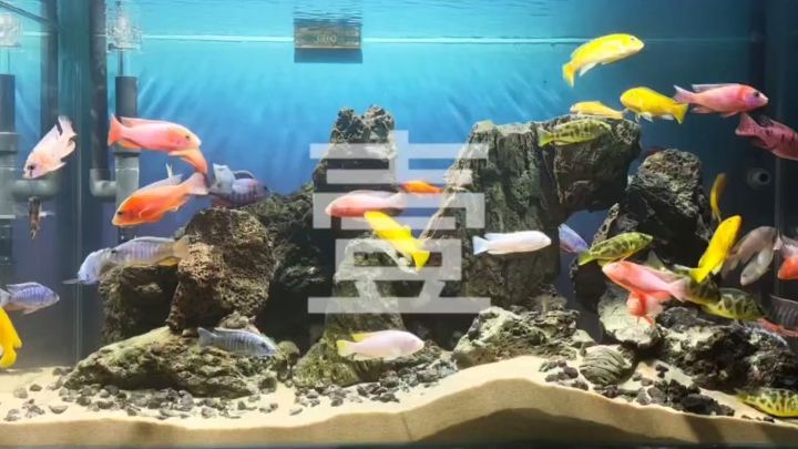 深海奇觀-壹