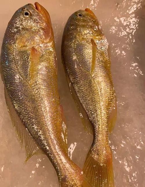 紅口魚圖片