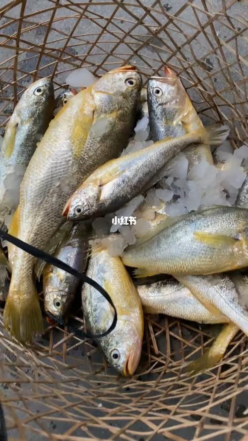 紅口魚圖片