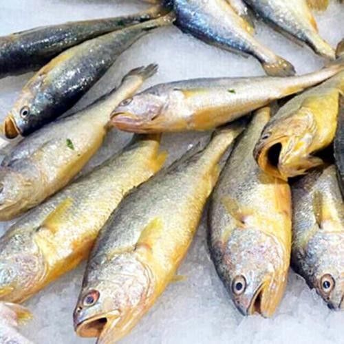 紅口魚圖片