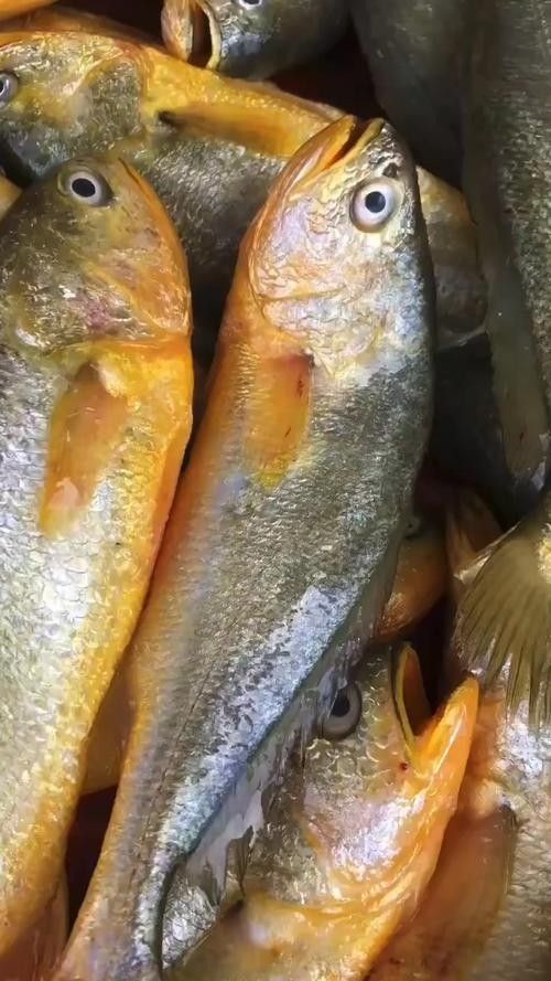 紅口魚圖片