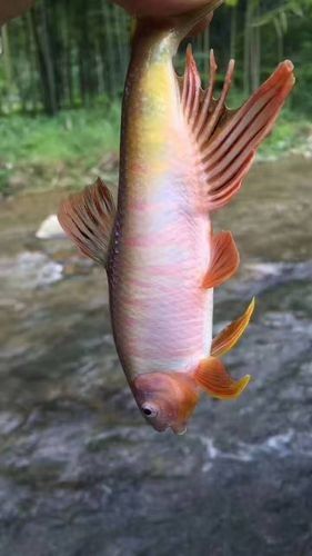 紅口魚圖片