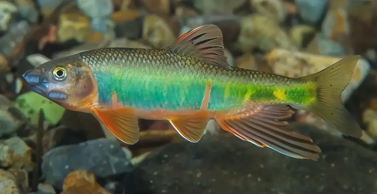 紅口魚圖片