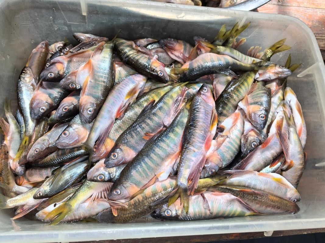 紅口魚圖片