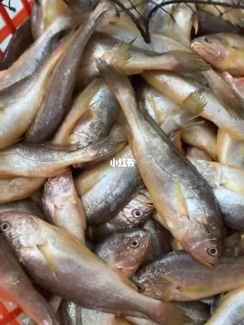 紅口魚圖片