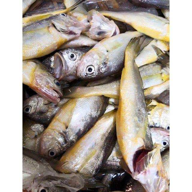 紅口魚圖片