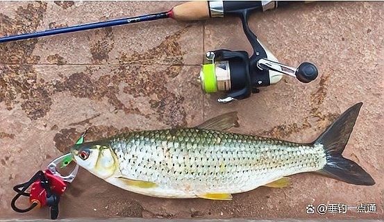紅口魚圖片