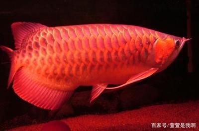 超血紅龍魚發(fā)色過程詳解，超血紅龍魚發(fā)色的四個主要階段