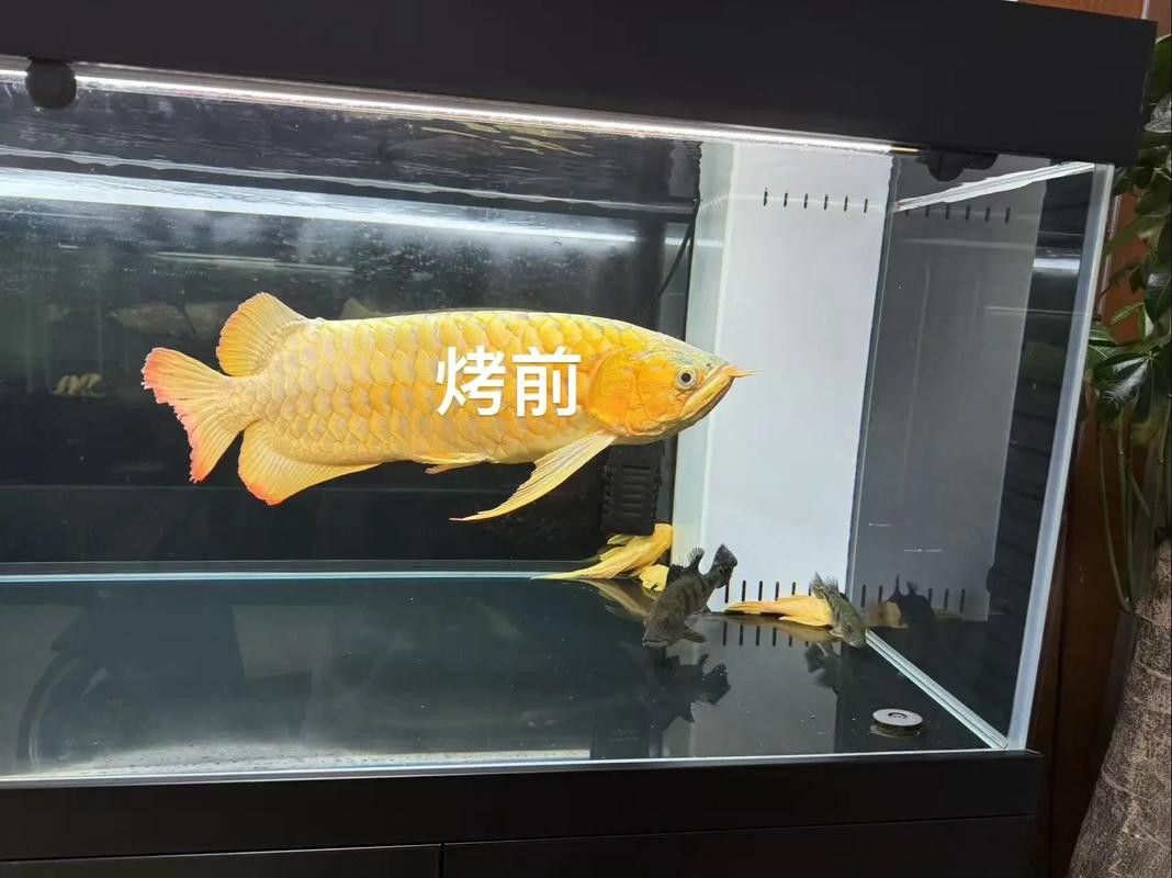 龍魚上色最簡單三個步驟 龍魚上色最簡單三個步驟 觀賞魚百科 第6張