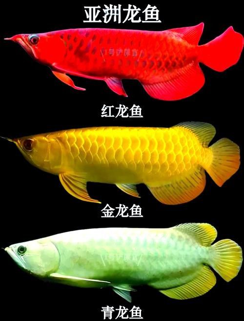 龍魚上色最簡單三個步驟 龍魚上色最簡單三個步驟 觀賞魚百科 第3張