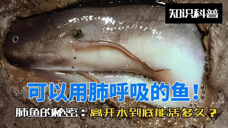 肺魚(yú)離開(kāi)水能活多久