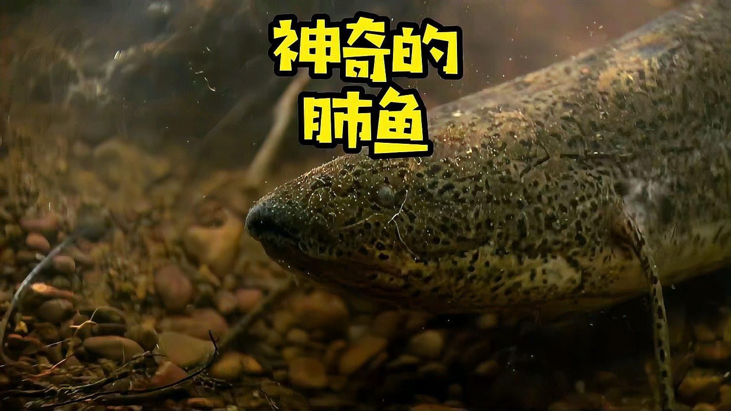 肺魚(yú)離開(kāi)水能活多久