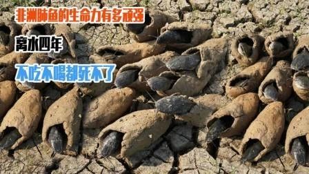 肺魚(yú)離開(kāi)水能活多久