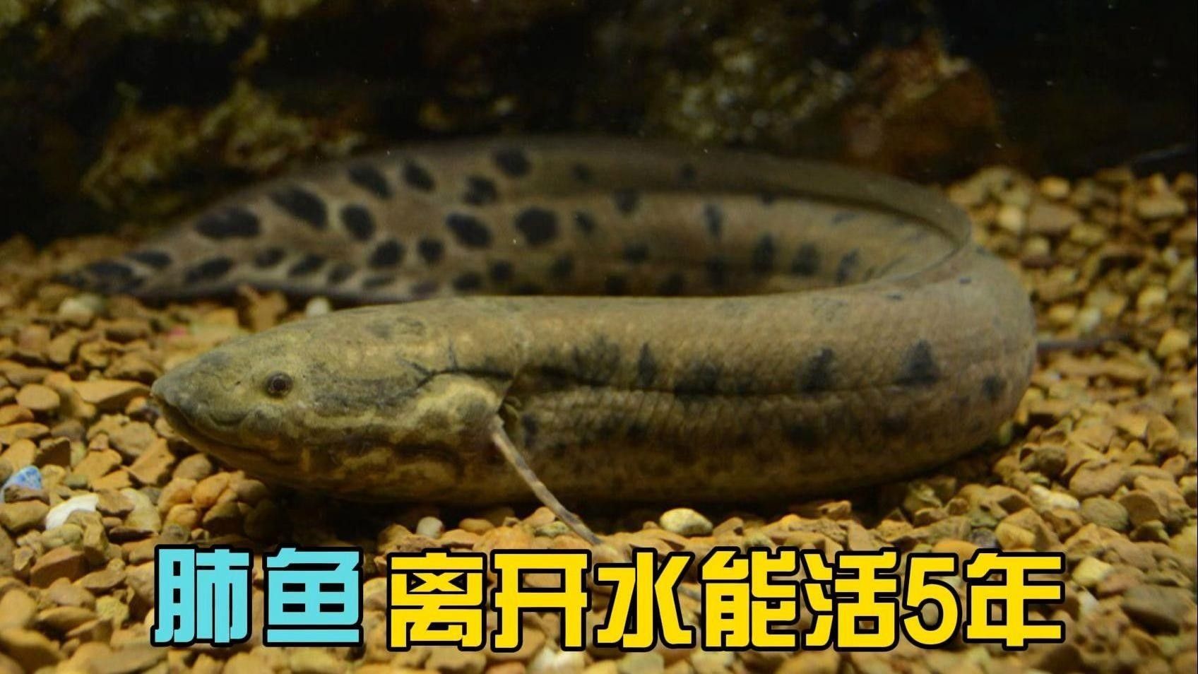 肺魚(yú)離開(kāi)水能活多久