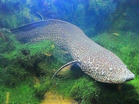 肺魚(yú)離開(kāi)水能活多久