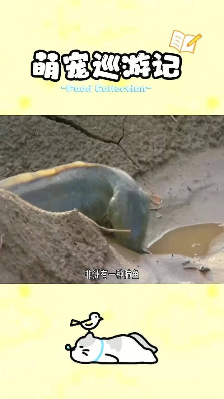 肺魚(yú)離開(kāi)水能活多久