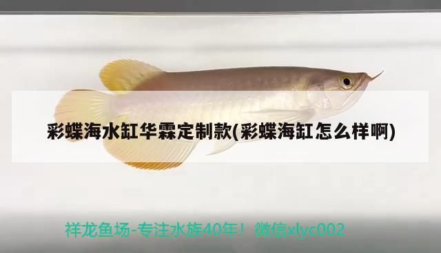 魚缸用增氧泵價格是多少:魚缸增氧機-xtrac增氧機-xtrac增氧機 彩蝶海水缸華霖定制款(彩蝶海缸怎么樣啊) 觀賞魚百科 彩蝶海水缸華霖定制款(彩蝶海缸怎么樣啊) 彩蝶海水缸華霖定制款(彩蝶海缸怎么樣啊) 觀賞魚百科