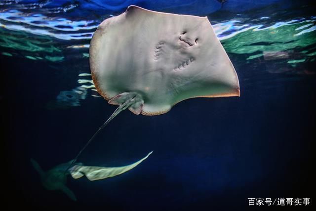 紅龍魚體型前寬后窄是什么原因，紅龍魚體型前寬后窄什么原因