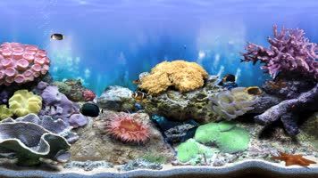 紅龍魚圖片壁紙大全高清（紅龍魚圖片高清大圖）