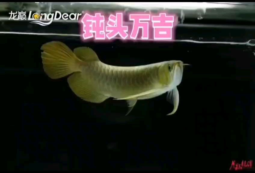 轉發956