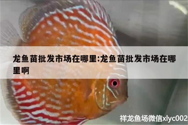 龍魚苗批發市場在哪里:龍魚苗批發市場在哪里啊