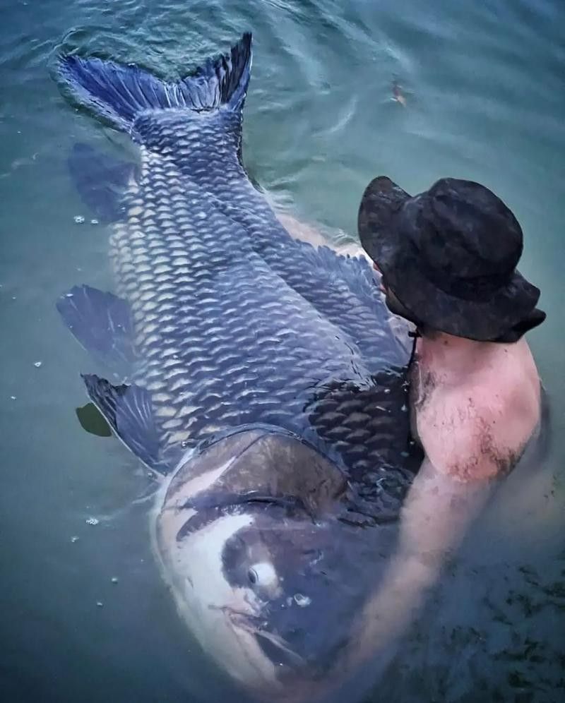 泰國大鯽魚暹羅巨鯉