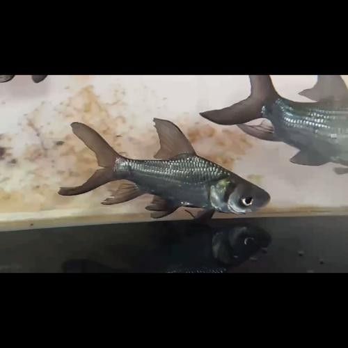 泰國大鯽魚暹羅巨鯉