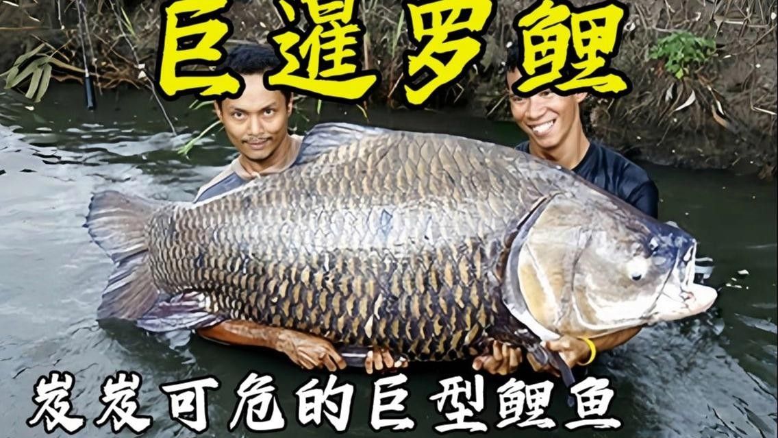 泰國大鯽魚暹羅巨鯉