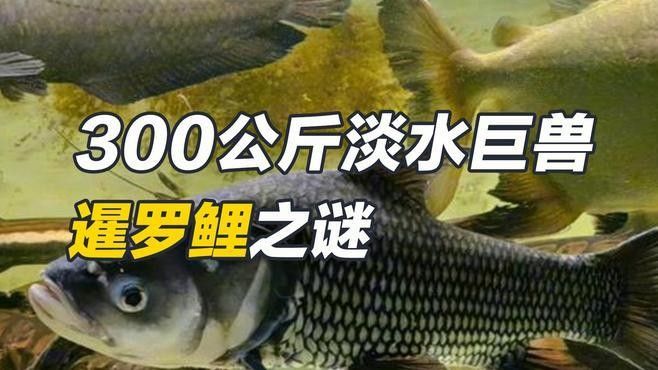 泰國大鯽魚暹羅巨鯉