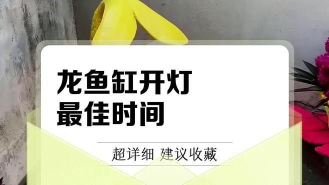 龍魚一般幾點開燈