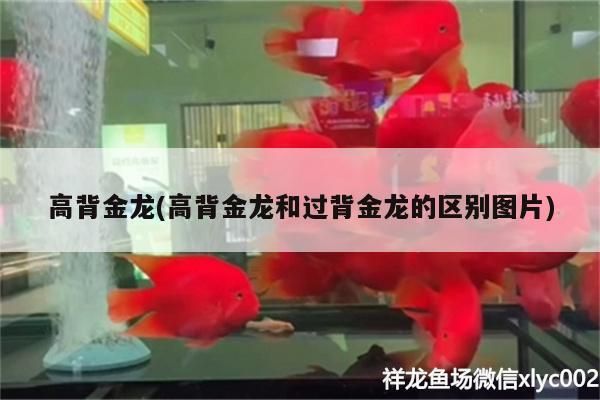 高背金龍(高背金龍和過背金龍的區別圖片)
