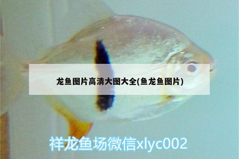 龍魚圖片高清大圖大全(魚龍魚圖片)