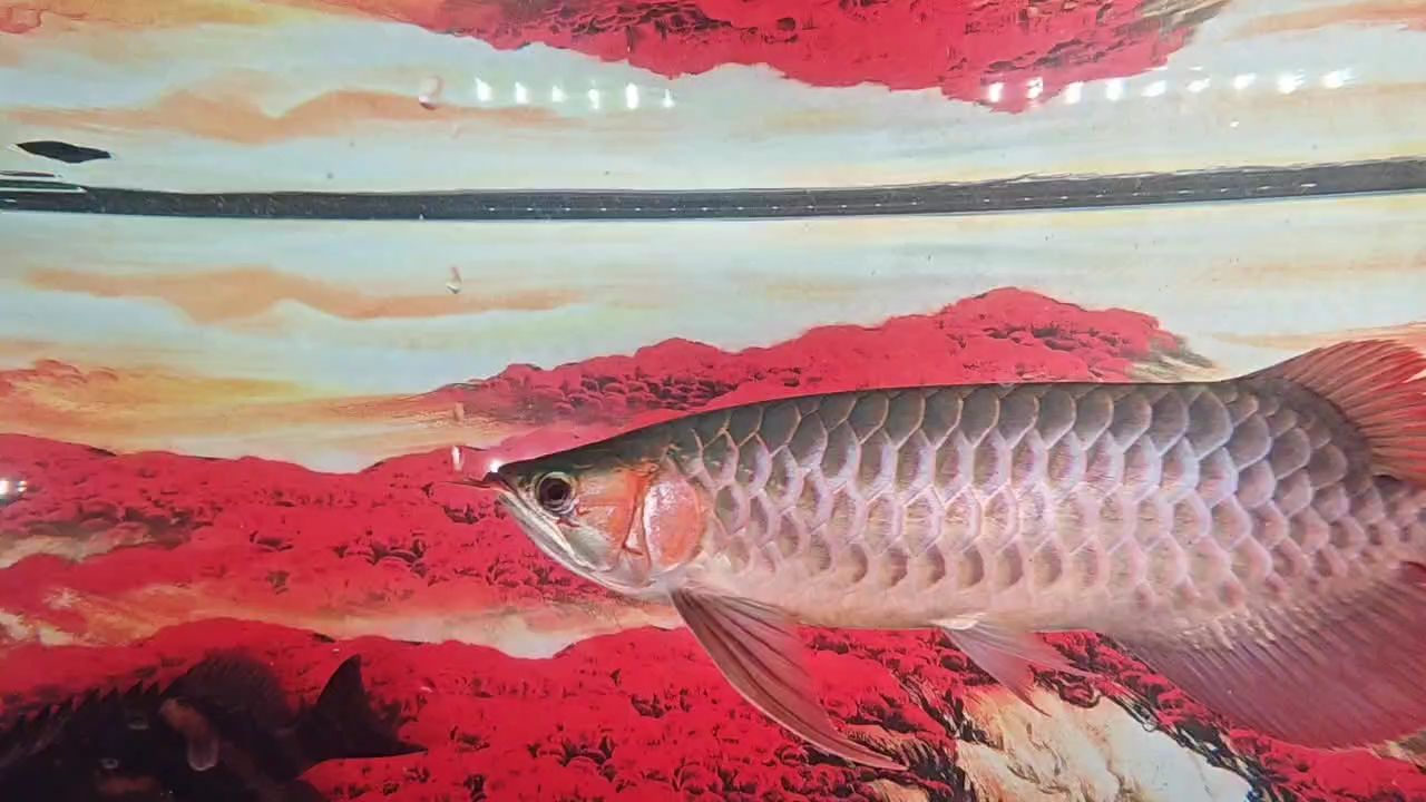 給大魚缸換水的作文:體驗給大魚缸換水的樂趣:體驗給大魚缸換水:給大魚缸換水的作文 成長記 龍魚論壇 成長記 成長記 龍魚論壇