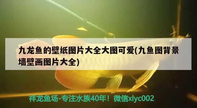 九龍魚(yú)的壁紙圖片大全大圖可愛(ài)(九魚(yú)圖背景墻壁畫(huà)圖片大全)