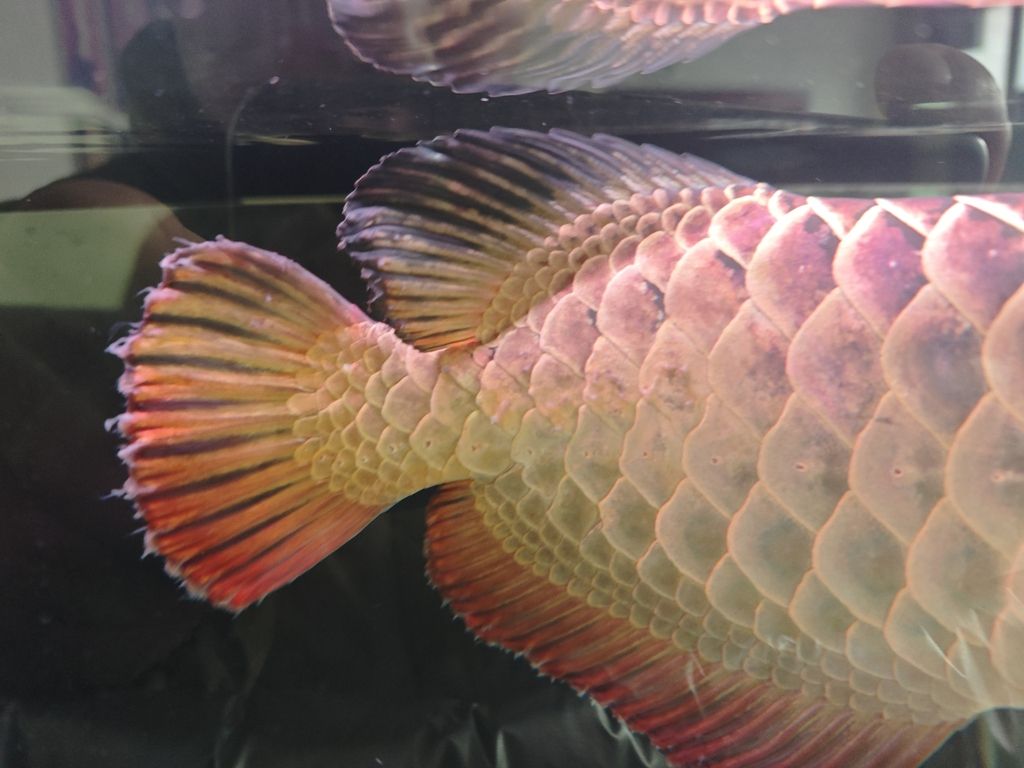 草缸小型觀賞魚圖片（ 草缸小型觀賞魚圖片及價(jià)格）