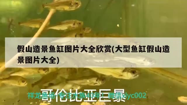 假山造景魚缸圖片大全欣賞(大型魚缸假山造景圖片大全)