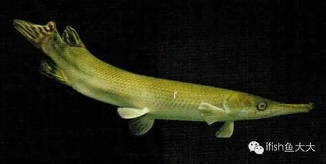 耐低溫的雷龍魚，雷龍魚在低溫環境下如何保持體溫？