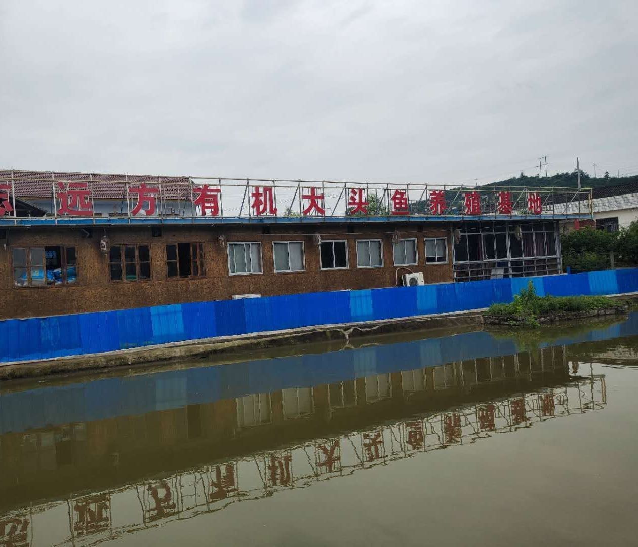 石門金龍魚